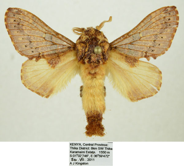 /filer/webapps/moths/media/images/P/pattersoni_Odontocheilopteryx_AM_Kingston_L4V2X6s.jpg