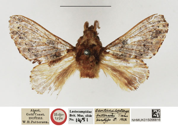 /filer/webapps/moths/media/images/P/pattersoni_odontocheilopteryx_HT_NHMUK.jpg