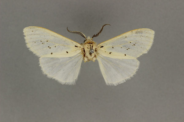 /filer/webapps/moths/media/images/P/paucipuncta_Paralpenus_HT_BMNH.jpg