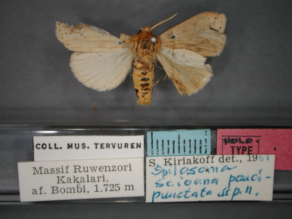 /filer/webapps/moths/media/images/P/paucipunctata_Eyralpenus_HT_RMCA_01.jpg