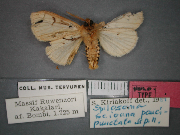 /filer/webapps/moths/media/images/P/paucipunctata_Eyralpenus_HT_RMCA_02.jpg