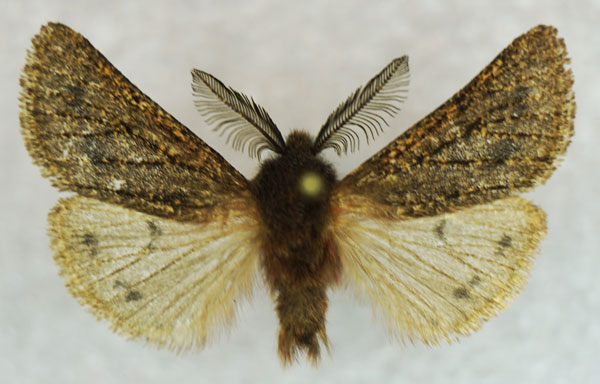 /filer/webapps/moths/media/images/P/paucirubra_Pseudophragmatobia_AM_Stroehle_02.jpg
