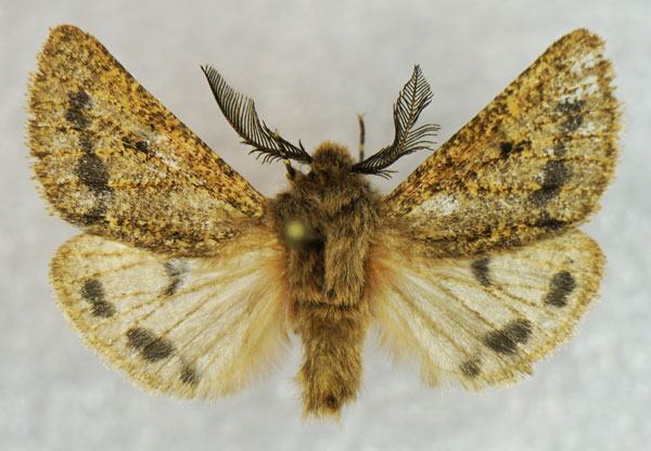 /filer/webapps/moths/media/images/P/paucirubra_Pseudophragmatobia_AM_Stroehle_03.jpg