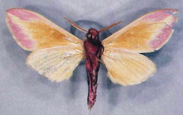 /filer/webapps/moths/media/images/P/paul_Leucophlebia_HT_ZSMb.jpg