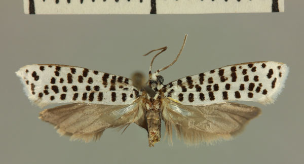 /filer/webapps/moths/media/images/P/pauli_Trisophysta_HT_MNHN.jpg
