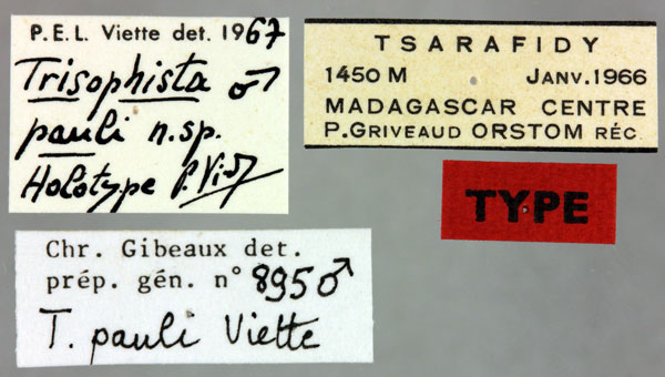 /filer/webapps/moths/media/images/P/pauli_Trisophysta_HT_MNHNl.jpg
