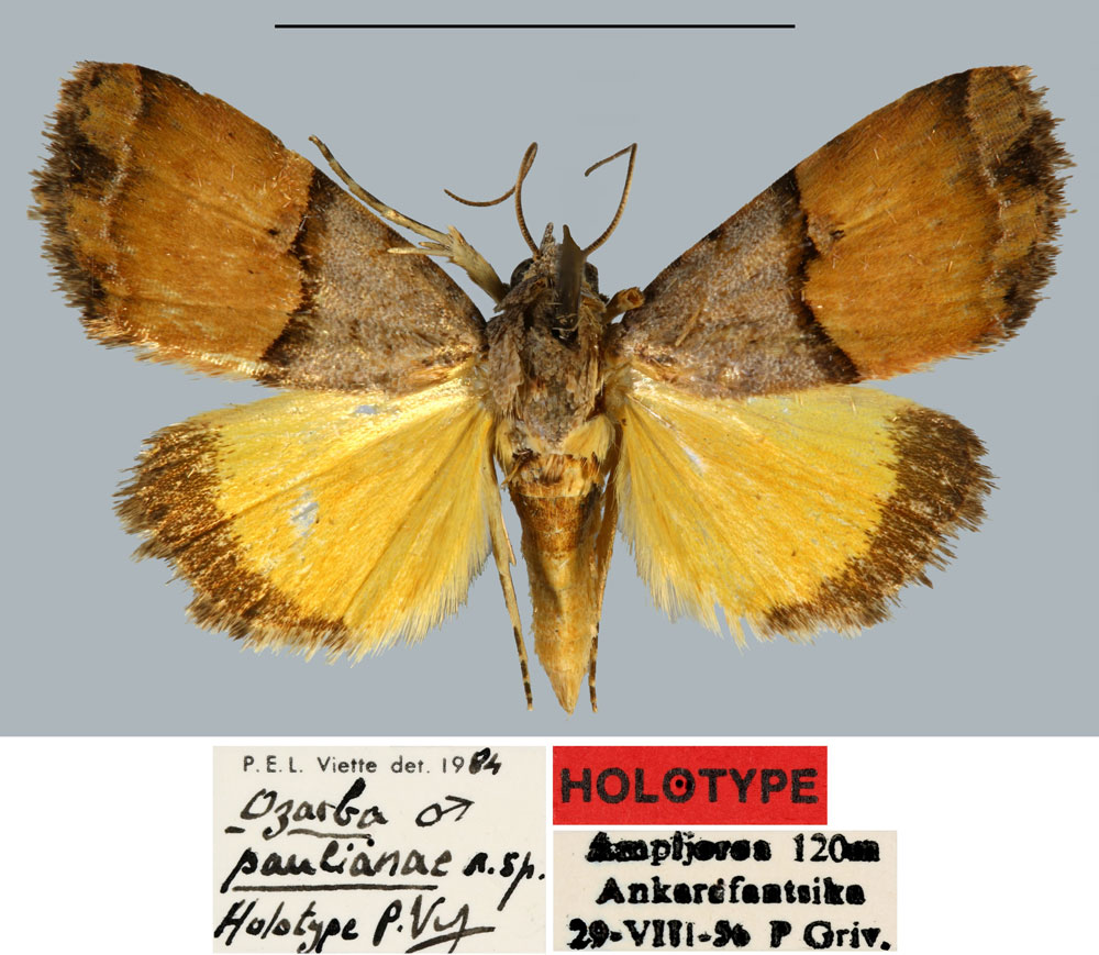 /filer/webapps/moths/media/images/P/paulianae_Ozarba_HT_MNHN.jpg