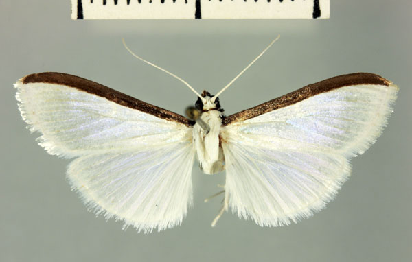 /filer/webapps/moths/media/images/P/paulianalis_Diaphania_HT_MNHN.jpg