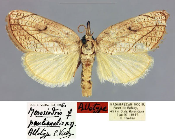 /filer/webapps/moths/media/images/P/paulianalis_Mesosindris_AT_MNHN.jpg