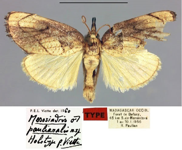 /filer/webapps/moths/media/images/P/paulianalis_Mesosindris_HT_MNHN.jpg