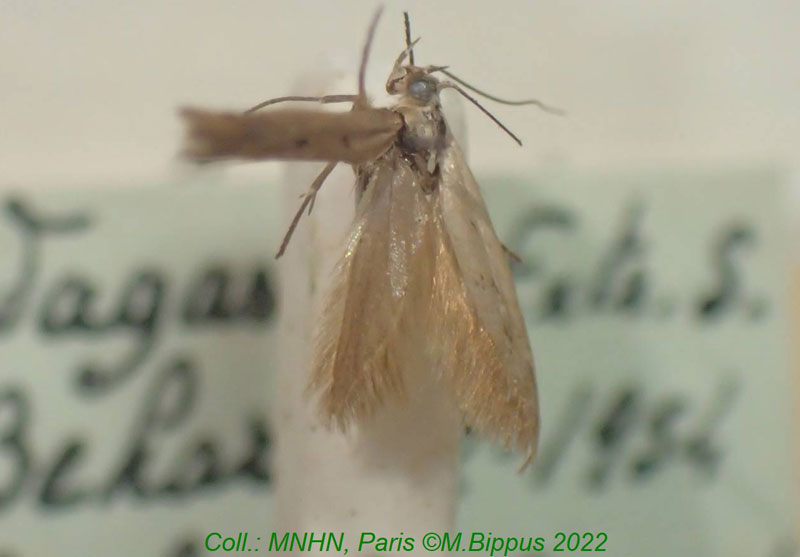 /filer/webapps/moths/media/images/P/paulianella_Haploscythris_HT_MNHN.jpg
