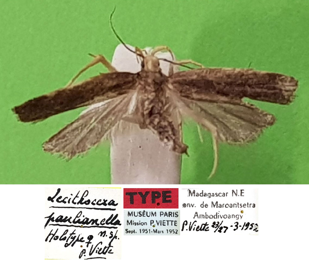 /filer/webapps/moths/media/images/P/paulianella_Lecithocera_HT_MNHN.jpg