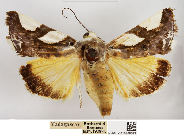 /filer/webapps/moths/media/images/P/pauliani_Acontia_AF_NHMUK.jpg
