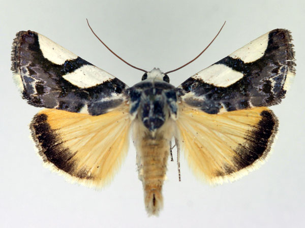 /filer/webapps/moths/media/images/P/pauliani_Acontia_AM_Aulombard.jpg