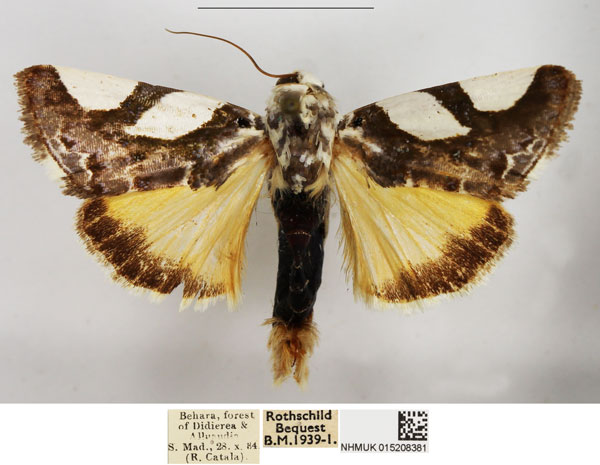 /filer/webapps/moths/media/images/P/pauliani_Acontia_AM_NHMUK.jpg