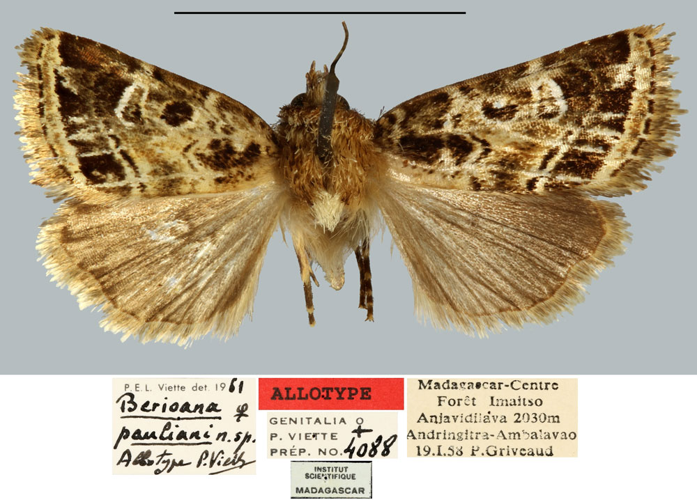 /filer/webapps/moths/media/images/P/pauliani_Berioana_AT_MNHN.jpg