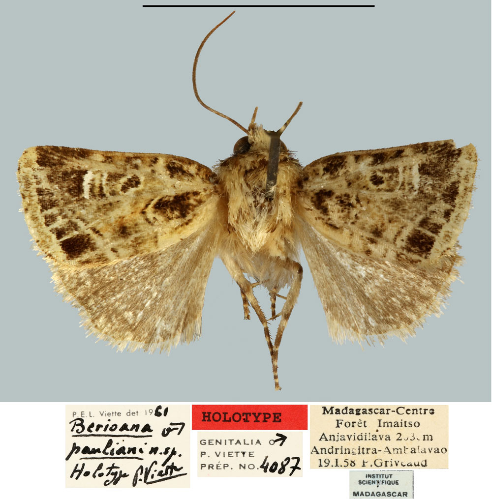 /filer/webapps/moths/media/images/P/pauliani_Berioana_HT_MNHN.jpg