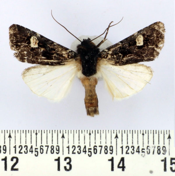 /filer/webapps/moths/media/images/P/pauliani_Brithysana_AM_BMNH.jpg