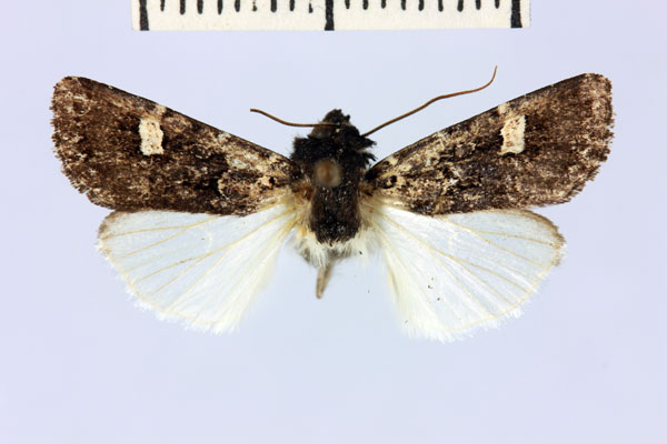 /filer/webapps/moths/media/images/P/pauliani_Brithysana_AM_MNHN.jpg