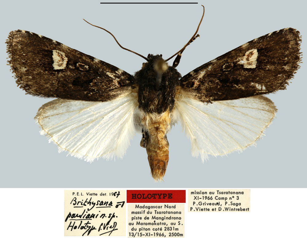 /filer/webapps/moths/media/images/P/pauliani_Brithysana_HT_MNHN.jpg