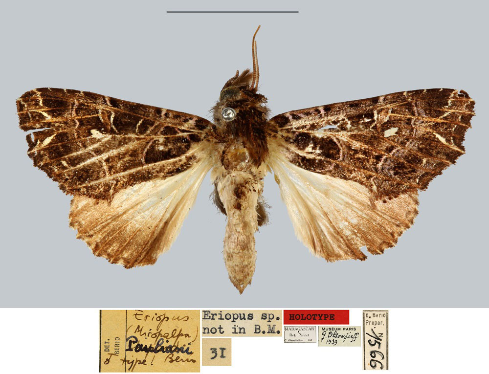 /filer/webapps/moths/media/images/P/pauliani_Callopistria_HT_MNHN.jpg