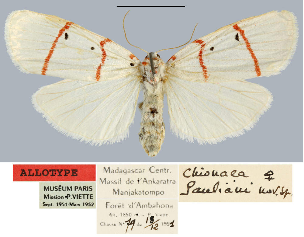 /filer/webapps/moths/media/images/P/pauliani_Chionaema_AT_MNHN.jpg