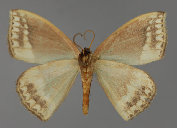 /filer/webapps/moths/media/images/P/pauliani_Chlorodrepana_HT_ZSM_02.jpg