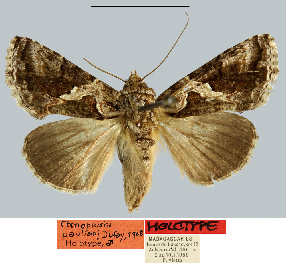/filer/webapps/moths/media/images/P/pauliani_Ctenoplusia_HT_MNHN.jpg