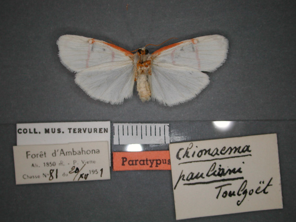 /filer/webapps/moths/media/images/P/pauliani_Cyana_PT_RMCA_02.jpg