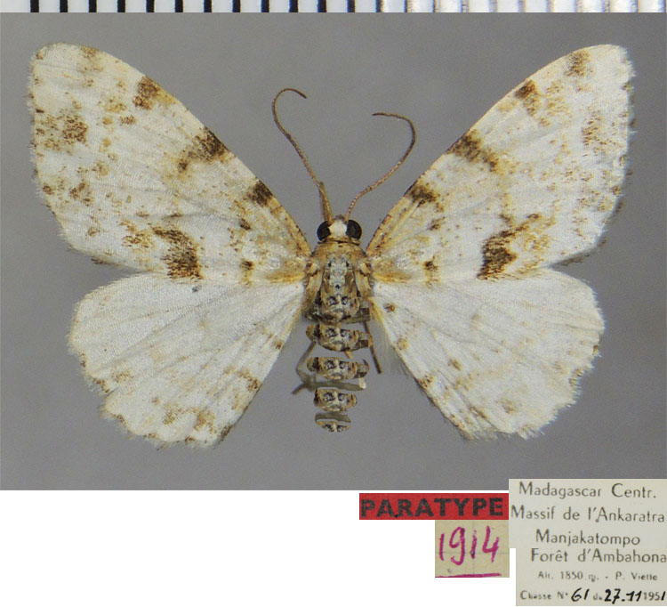 /filer/webapps/moths/media/images/P/pauliani_Ectropis_PTM_ZSM.jpg