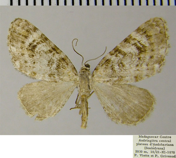 /filer/webapps/moths/media/images/P/pauliani_Eupithecia_AM_ZSM.jpg