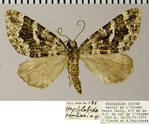 /filer/webapps/moths/media/images/P/pauliani_Haplolabida_AF_ZSMa.jpg