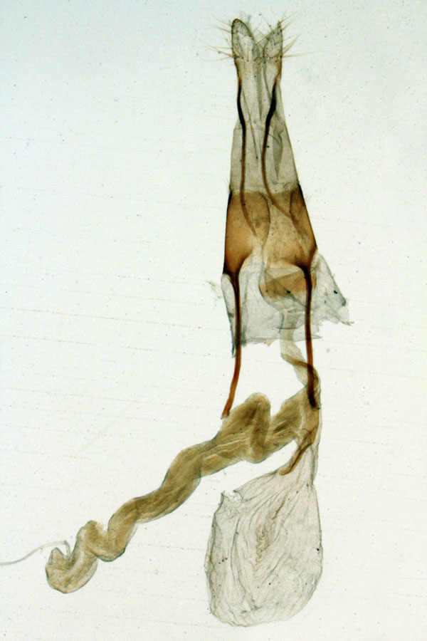 /filer/webapps/moths/media/images/P/pauliani_Heliothis_GFHT_MNHN3609.jpg