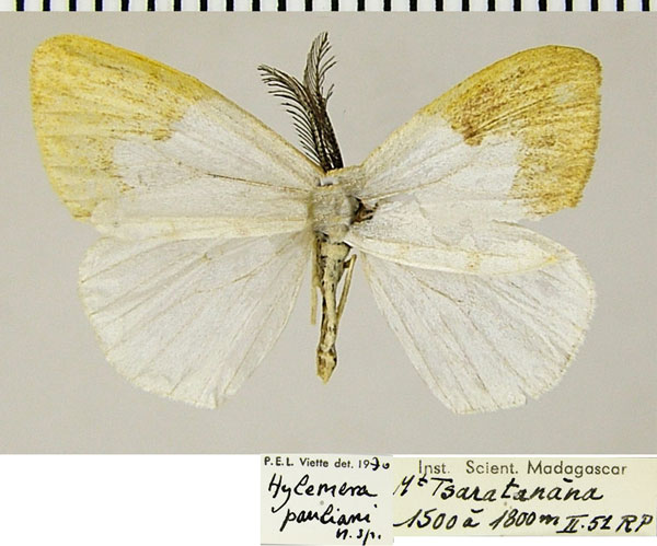 /filer/webapps/moths/media/images/P/pauliani_Hylemera_AM_ZSMa.jpg