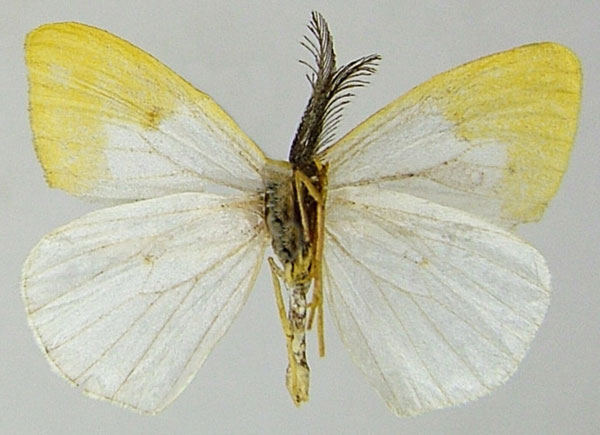 /filer/webapps/moths/media/images/P/pauliani_Hylemera_AM_ZSMb.jpg