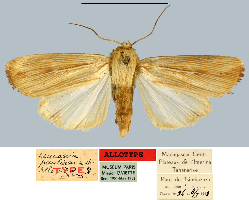 /filer/webapps/moths/media/images/P/pauliani_Leucania_AT_MNHN.jpg