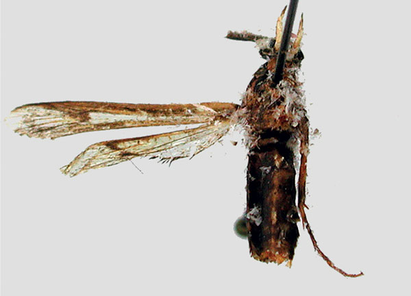 /filer/webapps/moths/media/images/P/pauliani_Malgassesia_HT_MNHN_02.jpg