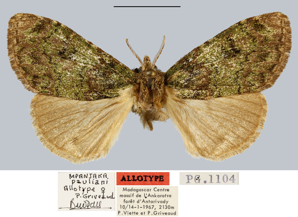 /filer/webapps/moths/media/images/P/pauliani_Mpanjaka_AT_MNHN.jpg