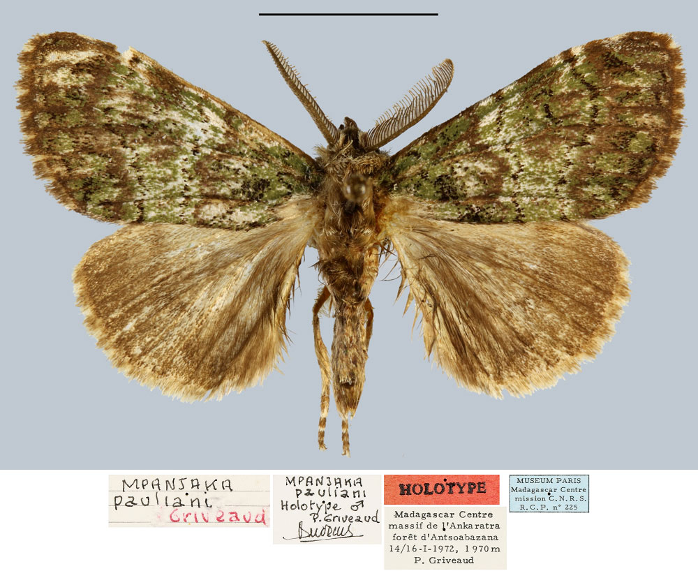 /filer/webapps/moths/media/images/P/pauliani_Mpanjaka_HT_MNHN.jpg