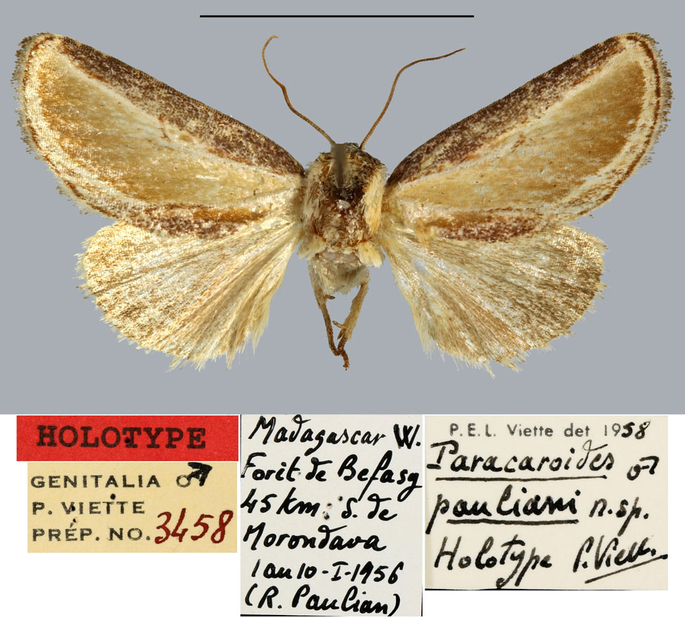 /filer/webapps/moths/media/images/P/pauliani_Paracaroides_HT_MNHN.jpg