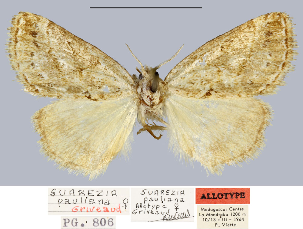 /filer/webapps/moths/media/images/P/pauliani_Salvatgea_AT_MNHN.jpg