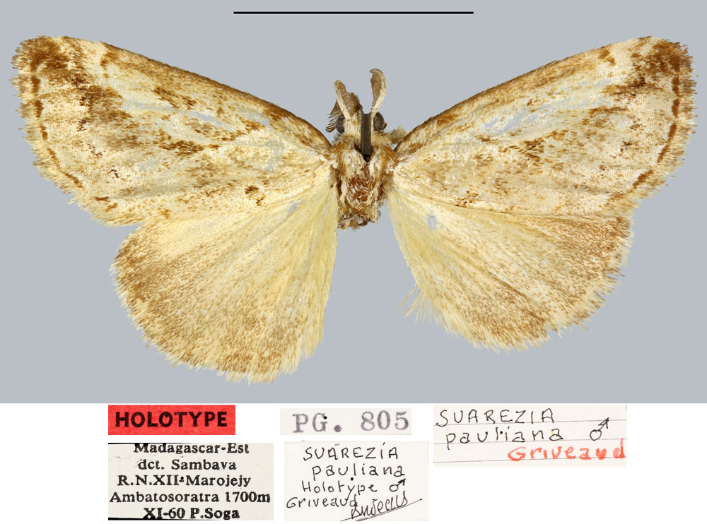 /filer/webapps/moths/media/images/P/pauliani_Salvatgea_HT_MNHN.jpg