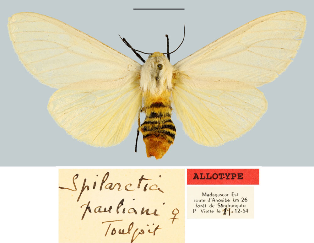 /filer/webapps/moths/media/images/P/pauliani_Spilarctia_AT_MNHN.jpg