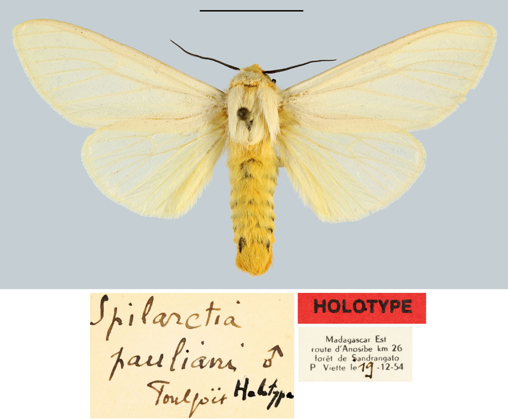 /filer/webapps/moths/media/images/P/pauliani_Spilarctia_HT_MNHN.jpg