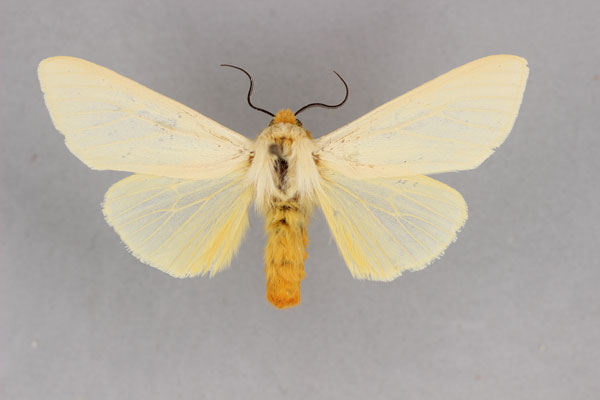 /filer/webapps/moths/media/images/P/pauliani_Spilosoma_A_BMNH.jpg