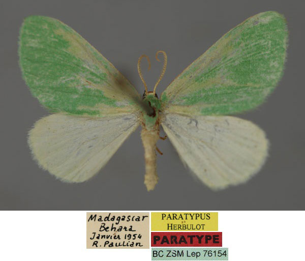 /filer/webapps/moths/media/images/P/pauliani_Syncollesis_PT_ZSM_01.jpg