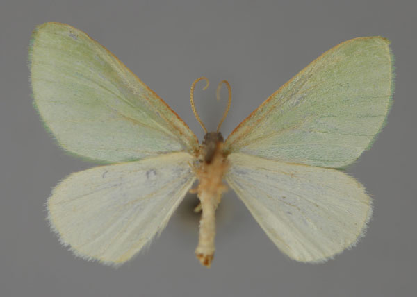 /filer/webapps/moths/media/images/P/pauliani_Syncollesis_PT_ZSM_02.jpg