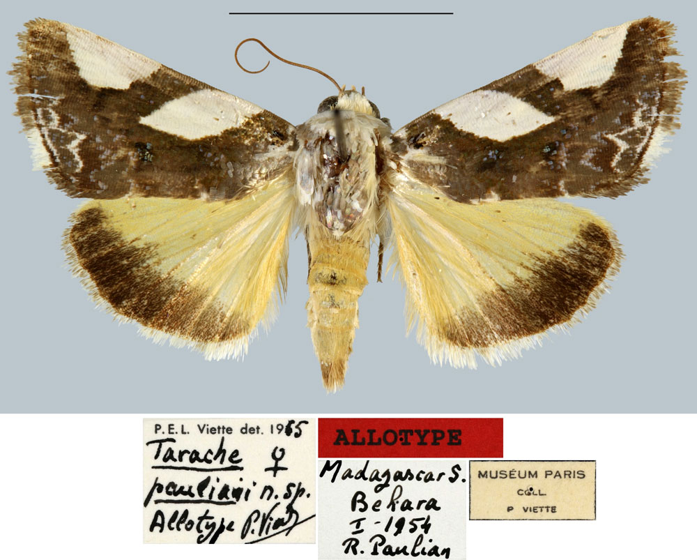 /filer/webapps/moths/media/images/P/pauliani_Tarache_AT_MNHN.jpg