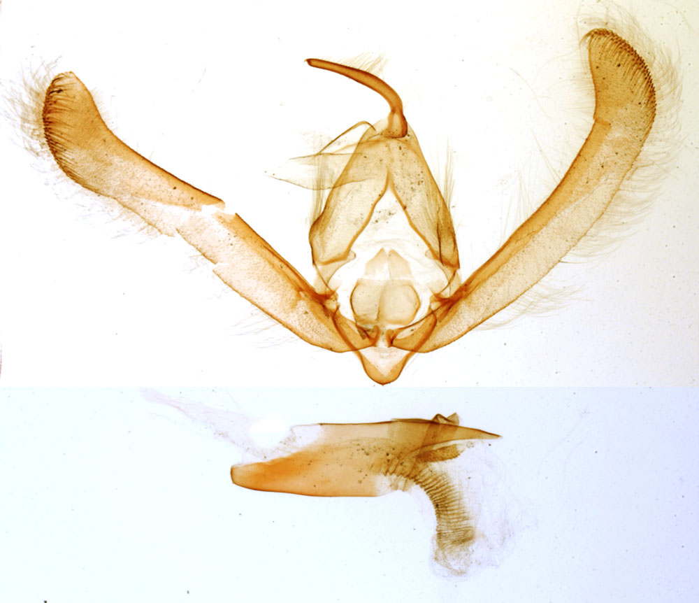 /filer/webapps/moths/media/images/P/pauliani_Timora_GMHT_MNHN_3807.jpg
