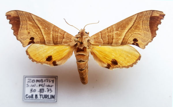 /filer/webapps/moths/media/images/P/paulianii_Gynoeryx_AF_Turlin.jpg